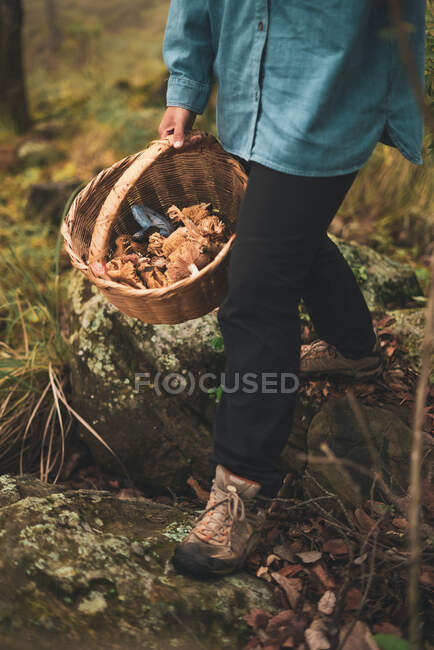 Высокий угол урожая неузнаваемая женщина несет плетеную корзину с съедобными грибами в лесу — стоковое фото