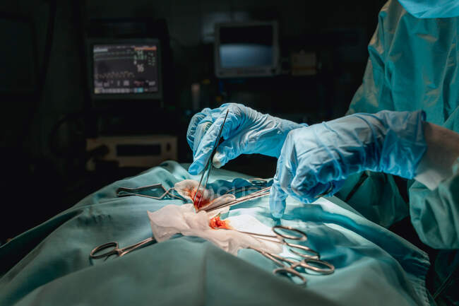 Cultivez vétérinaire anonyme dans des gants stériles avec une pince à épiler chirurgicale et ciseaux opérant animal contre moniteur de fréquence cardiaque à l'hôpital — Photo de stock