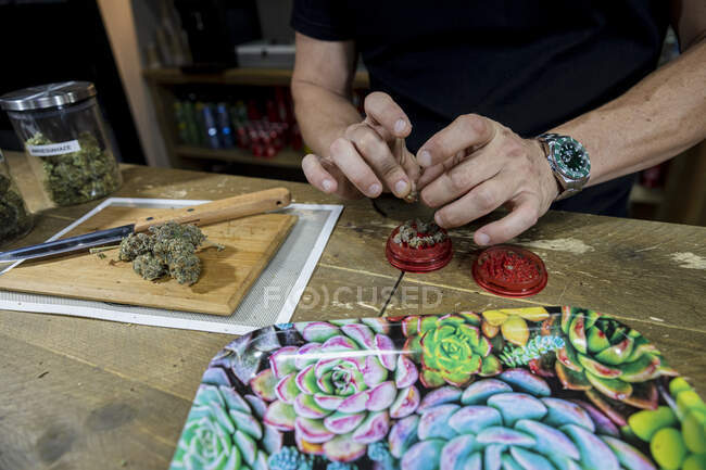 Анонімний чоловік готує сушені бутони конопель над подрібнювачем на столі з лотком на робочому місці — стокове фото