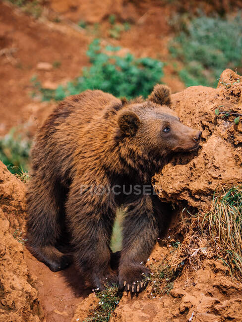 Маленький медвежонок с коричневым мехом смотрит в сторону, стоя на грубой горе в дневное время на размытом фоне — стоковое фото