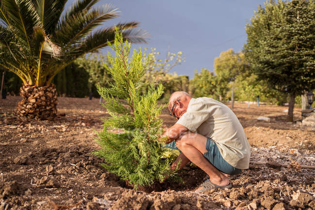 Старший садівник у окулярах саджає хвойне дерево з горщика в сільській місцевості. — стокове фото