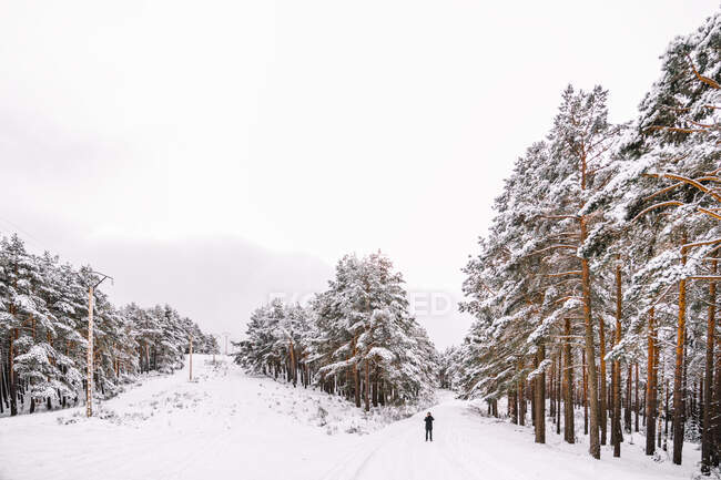 Distant person in outerwear standing on snowy path among snowy coniferous trees in winter forest while taking picture of landscape with mobile phone — Stock Photo