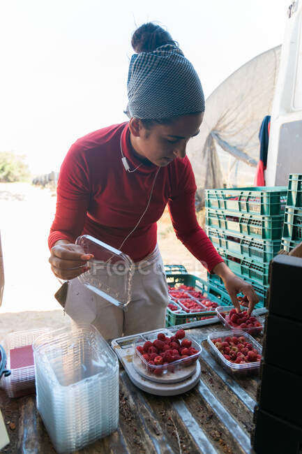 Attentive female gardener measuring weight of ripe raspberries on digital scales in van trunk — Stock Photo