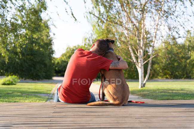 Visão traseira de macho tatuado anônimo abraçando Malinois na plataforma de madeira contra árvores verdes no parque ensolarado — Fotografia de Stock