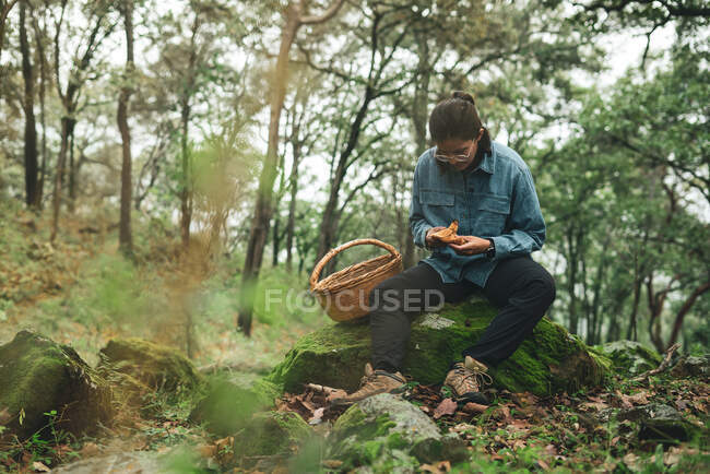 Serious female mycologist sitting on mossy boulder looking at Lactarius deliciosus mushroom in forest with basket — Stock Photo