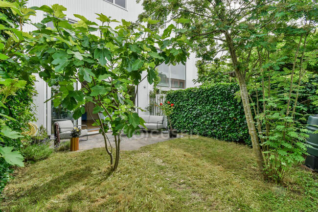 Patio trasero con setos y exuberantes árboles verdes que crecen en el césped contra la casa y los sofás durante el día - foto de stock