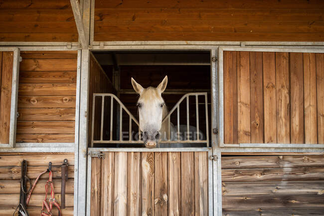 Rompecabezas semental gris asomándose desde un puesto de madera con dosel en la escuela de equitación en un día soleado - foto de stock