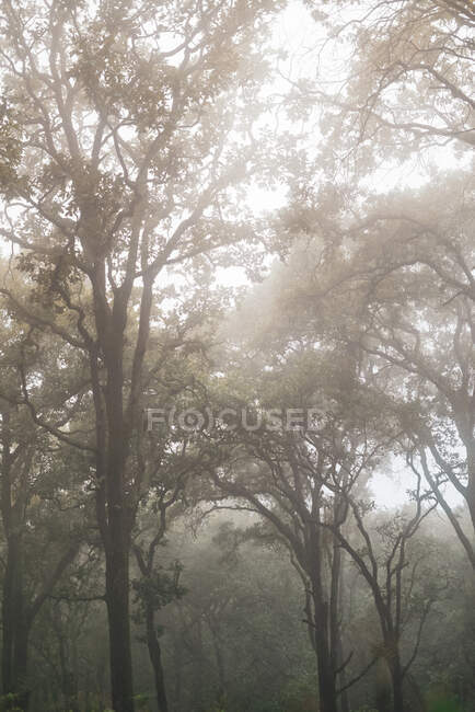 Alberi che crescono in boschi ricoperti di nebbia fitta in giorno cupo — Foto stock