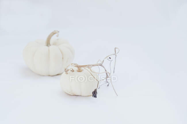 From above of white pumpkins with thin dry stems placed on light background — Stock Photo