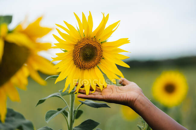 Врожай невизначена етнічна жінка, яка торкається квітучого соняшника з приємним ароматом і ніжними пелюстками в сільській місцевості — стокове фото