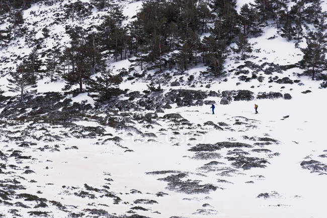 Esquiadores esquí de fondo entre árboles que crecen en la ladera de la montaña nevada en un día soleado. - foto de stock