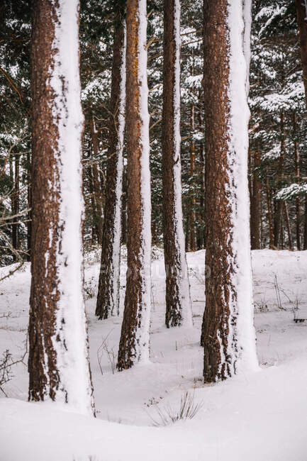 High trunks of coniferous trees growing in snowdrifts in dense winter forest in countryside — Stock Photo