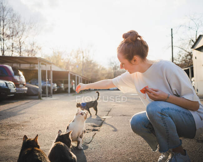 Полное тело позитивной доброй женщины, сидящей на ягодицах и кормящей голодных кошек на улице — стоковое фото
