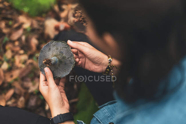 De cima cultura fêmea irreconhecível olhando selvagem comestível Lactarius indigo cogumelo com boné azul em madeiras — Fotografia de Stock