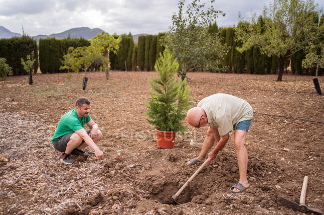 Seitenansicht eines älteren Gärtners mit Spitzhacke lockert Erde in Grube gegen Sohn und Kiefer auf Gelände — Stockfoto