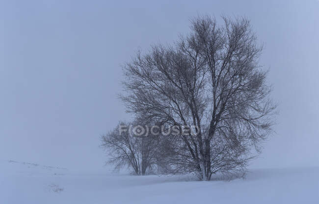 Живописный вид на склон горы с сухими деревьями и снегом под легким небом зимой — стоковое фото