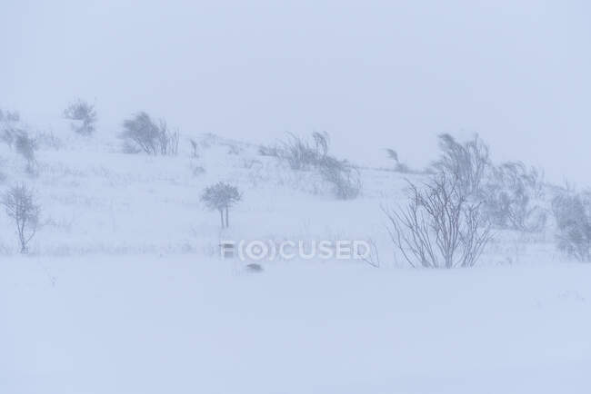 Vue panoramique de la pente du mont avec des arbres secs et de la neige sous un ciel clair en hiver — Photo de stock