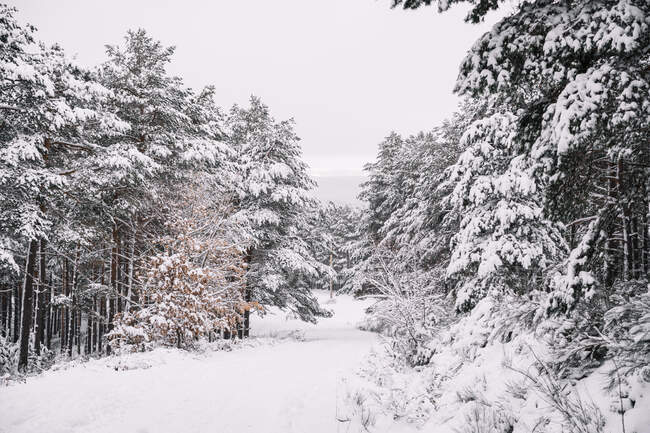Malerische Landschaft der leeren schneebedeckten Fahrbahn zwischen Bäumen an bewölkten Tagen im Winter — Stockfoto