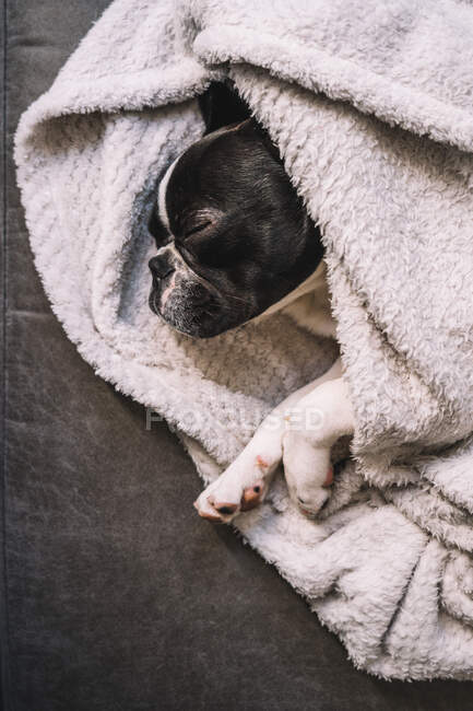 De cima de pequeno Bulldog francês envolto em toalha dormindo pacificamente no chão — Fotografia de Stock