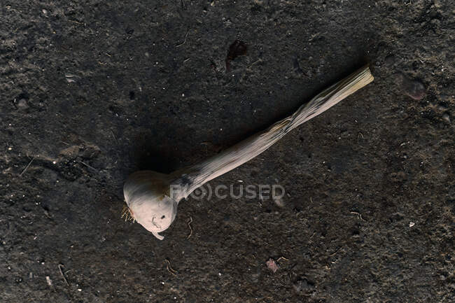 Top view close-up of garlic on the ground — Stock Photo