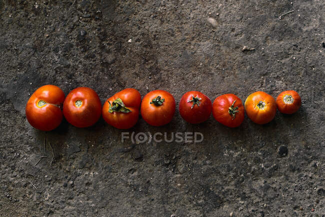 Top view closeup of a line of red tomatoes on the ground — Stock Photo