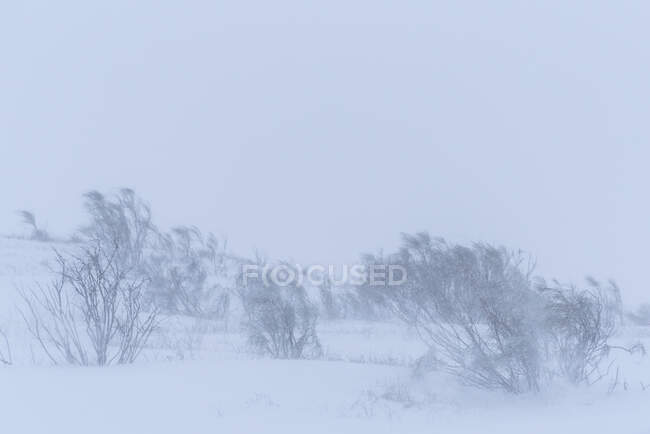 Scenic view of mount slope with dry trees and snow under light sky in wintertime — Stock Photo