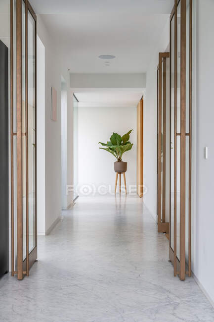 Planta exótica com grandes folhas verdes em vaso colocado no corredor da villa contemporânea no dia ensolarado — Fotografia de Stock