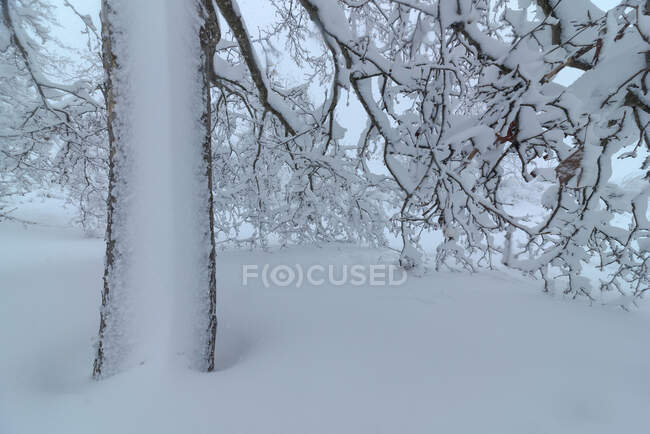 Blick auf den bewachsenen Baum mit geschwungenen, trockenen Ästen, die im Winter auf schneebedecktem Gelände wachsen — Stockfoto