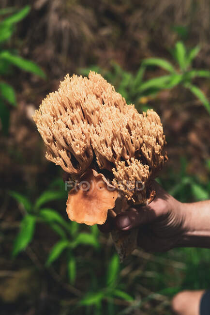 Cultivada pessoa irreconhecível segurando um cogumelo comestível de fungos de coral Ramaria crescendo no chão coberto com folhas de fritada caídas na floresta de outono — Fotografia de Stock