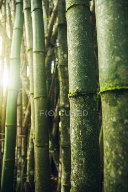 Szenische Ansicht hoher Bambuszweige mit gerippter Oberfläche, die bei Tageslicht in Wäldern wachsen — Stockfoto