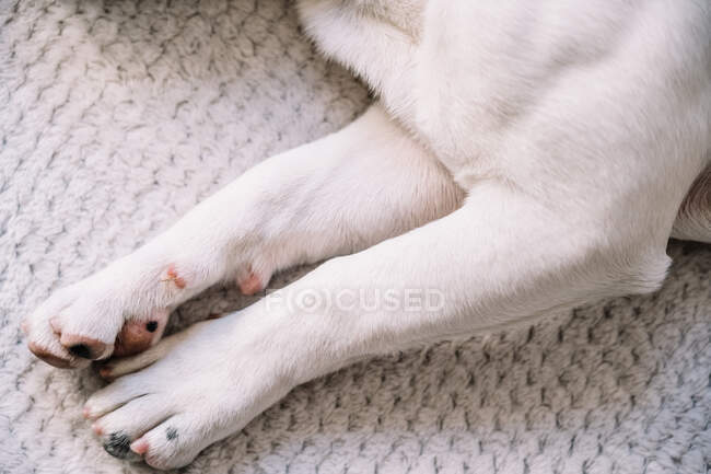 De arriba el primer plano de las patas del perro doméstico tendido en la tela escocesa suave en casa - foto de stock