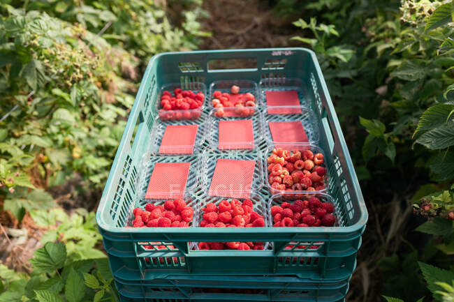 De arriba del recipiente de plástico lleno de frambuesas rojas maduras en cajas en la plantación agrícola - foto de stock