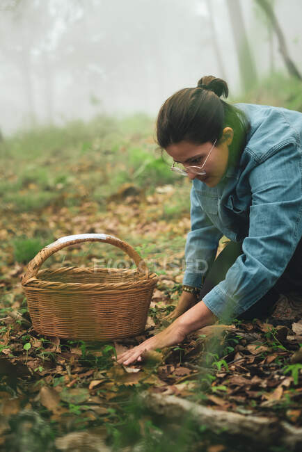 Female picking edible wild saffron milk cap mushroom from ground covered with fallen dry leaves and putting into wicker basket — Stock Photo