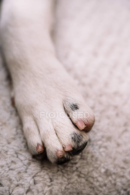 De arriba el primer plano de la pata del perro doméstico tendido sobre la tela escocesa suave en casa - foto de stock