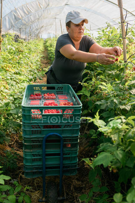 Agricultora adulta em pé em estufa e recolhendo framboesas maduras de arbustos durante o processo de colheita — Fotografia de Stock