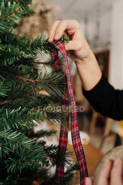 Cultivo irreconocible persona que decora el árbol de Navidad verde en la sala de luz en el día - foto de stock