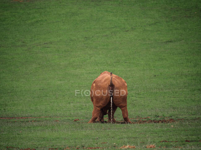Vista posterior de un rinoceronte con la cola hacia arriba orinando sobre la hierba. - foto de stock