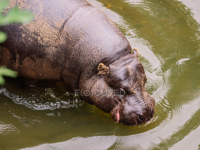 High angle of hippo with gray skin drinking water in pond with ripples in daylight — Stock Photo