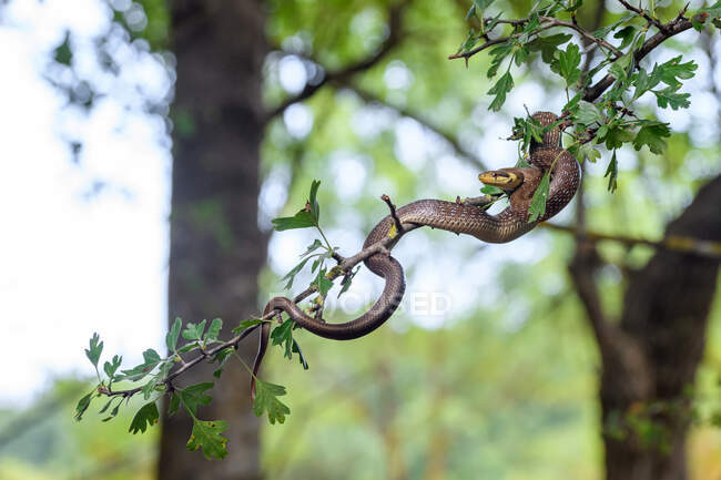 Retrato de una joven serpiente esculápica (Zamenis longissimus) en un árbol - foto de stock