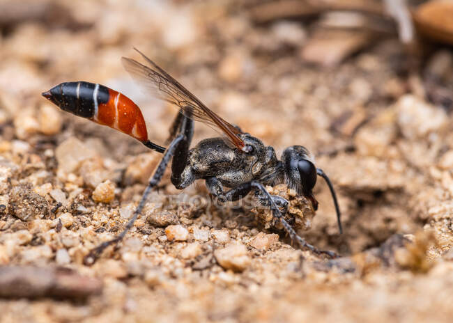 Prionyx kirbii is a genus of wasps in the family Sphecidae, digging a hole to bury their larvae — Stock Photo