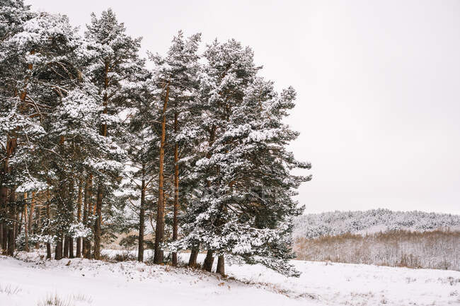 Високі вічнозелені дерева зі сніжними гілками, що ростуть у лісі в зимовий день — стокове фото
