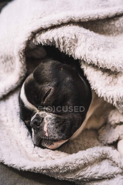 De cima de pequeno Bulldog francês envolto em toalha dormindo pacificamente no chão — Fotografia de Stock