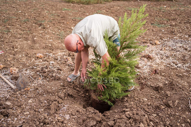 Horticultor senior masculino en anteojos plantando árbol de coníferas fuera de maceta en terreno en el campo - foto de stock