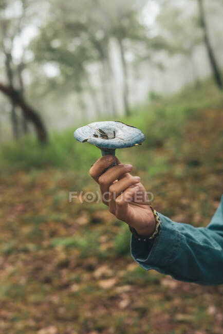 Crop unrecognizable female showing wild edible Lactarius indigo mushroom with blue cap in woods — Stock Photo