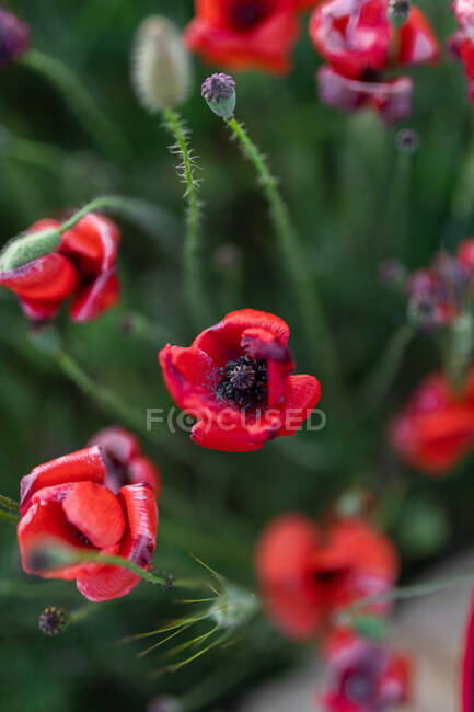 From above of blooming Papaver flowers with curved tender petals growing on meadow in evening countryside — Stock Photo