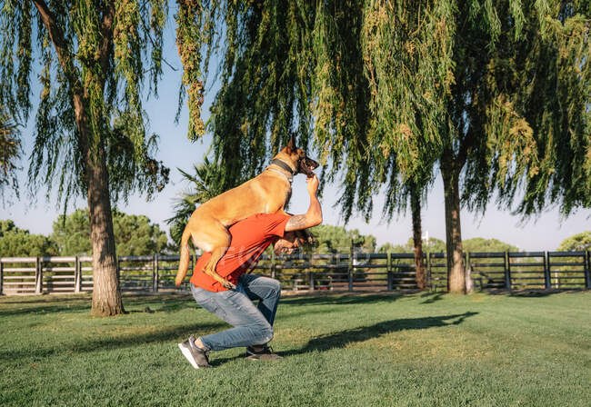 Side view of young tattooed male giving Malinois piggyback ride while having fun on lawn in sunlight — Stock Photo