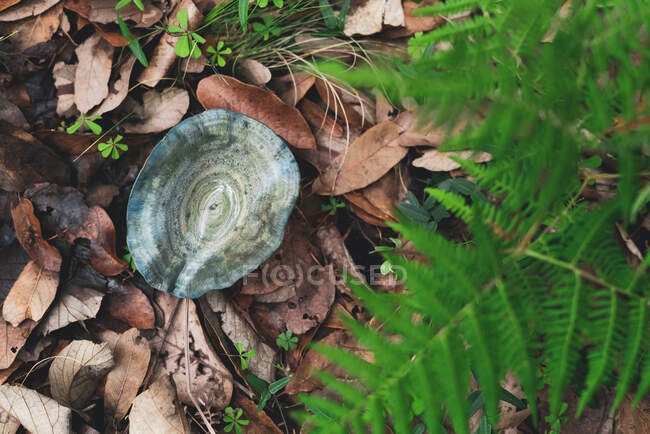 Ângulo elevado do cogumelo comestível do tampão do leite do indigo que cresce no solo coberto com folhas secas na floresta do outono — Fotografia de Stock