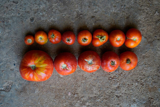 Top view closeup of a line of red tomatoes on the ground — Stock Photo