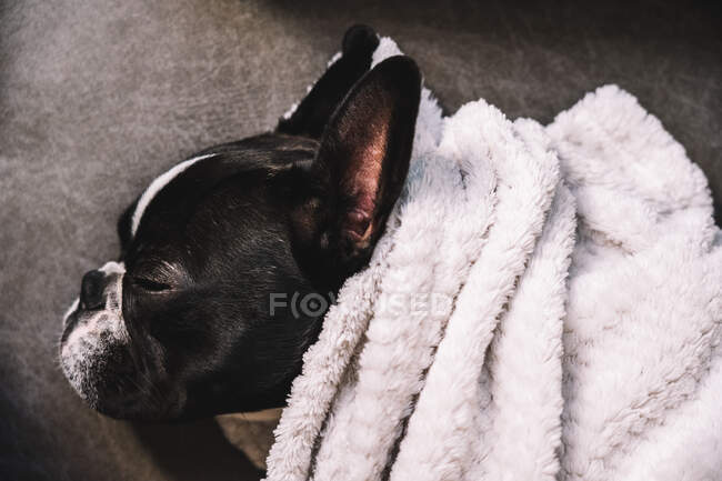 Над маленьким французьким бульдогом, загорнутим у рушник, який спокійно спить на підлозі. — стокове фото