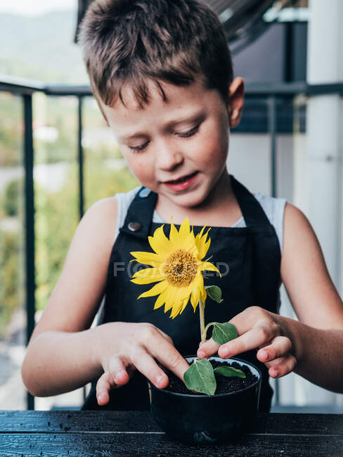 Menino feliz no avental demonstrando panela com pequeno girassol florescendo na varanda durante o dia — Fotografia de Stock